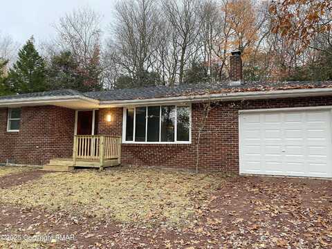 Scotch Pine, POCONO SUMMIT, PA 18346