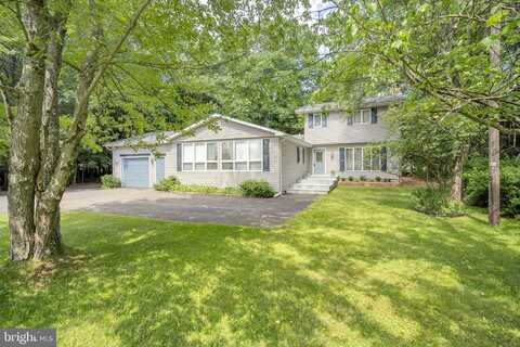 Scotch Pine, POCONO SUMMIT, PA 18346