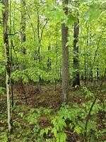 # 60 Lot Signor Lane, Jay, NY 12941