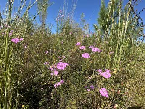 Parcel H Millside Road, Laurel Hill, FL 32567