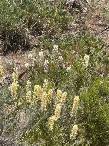 010-58S-051, Montello, NV 89830