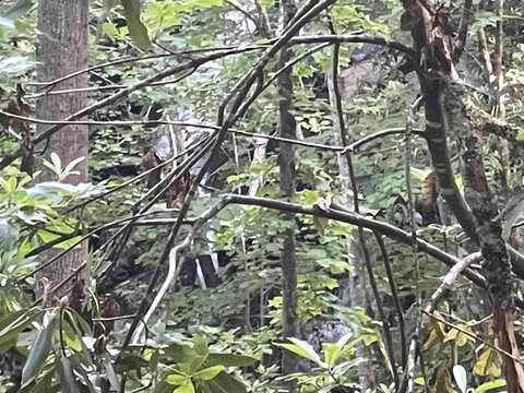 2600 Canada Road, Tuckasegee, NC 28783