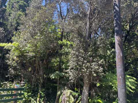 undefined, Volcano, HI 96785