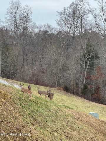 501 Cedar Gate Lane, La Follette, TN 37766