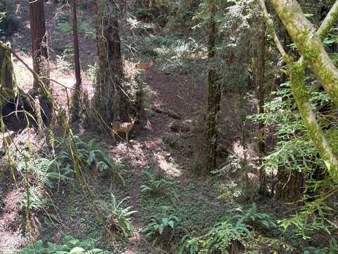 584 Hazel Dell RD, WATSONVILLE, CA 95076