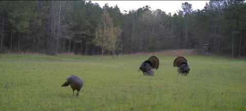 200 CR 444, Oxford, MS 38655