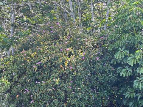 19th Ave, Keaau, HI 96749