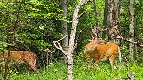 Lot /312 Wild Turkey lot Way, Pocono Summit, PA 18346