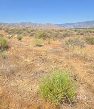 426-390-08 Flycatcher, Weldon, CA 93283