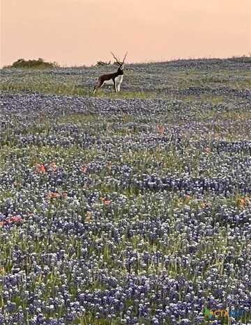 2265 County Road 106, Purmela, TX 76566