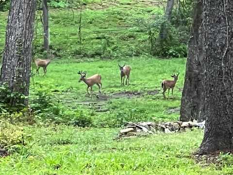 Gallant Fox Trail, Tallahassee, FL 32309