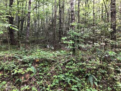 0000 Old 15th Road, Del Rio, TN 37727