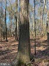 WISTERIA DR, CAMBRIDGE, MD 21613