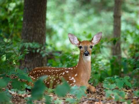 Lot 46 Pocono Mountain Lake Dr Drive, Bushkill, PA 18324