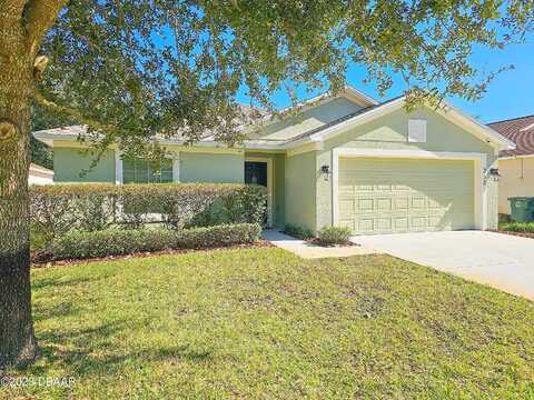 Dahoon Holly, DAYTONA BEACH, FL 32117