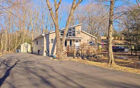 Scotch Pine, POCONO SUMMIT, PA 18346