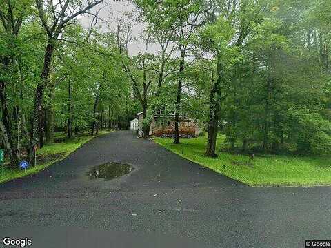 Scotch Pine, POCONO SUMMIT, PA 18346