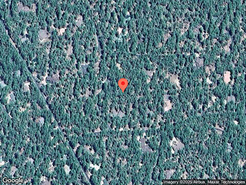 Blue Lupine, PINETOP, AZ 85935