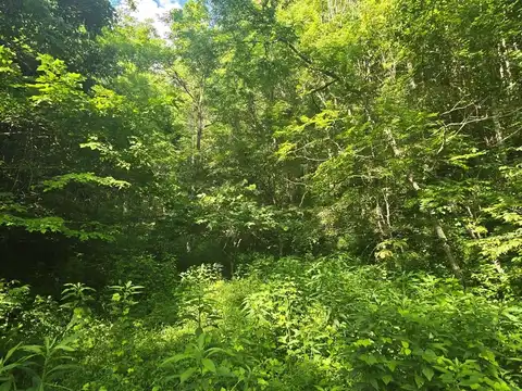Tbd Dryfork Road, North Tazewell, VA 24630