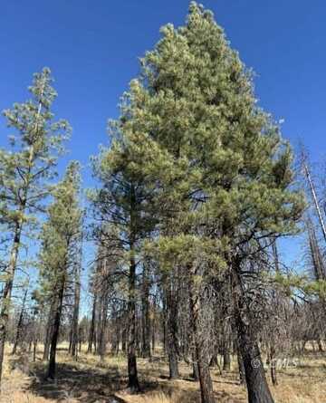 Bull Pine, Beatty, OR 97621