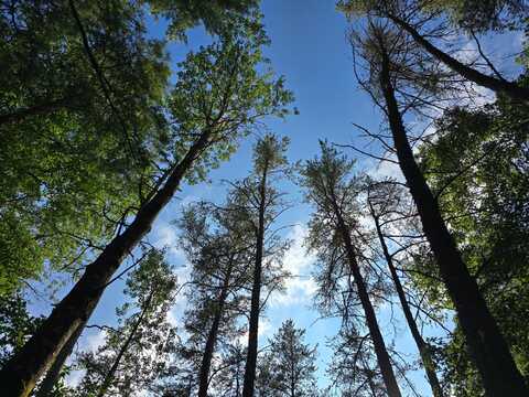 On WHITETAIL ACRES RD, Saint Germain, WI 54558