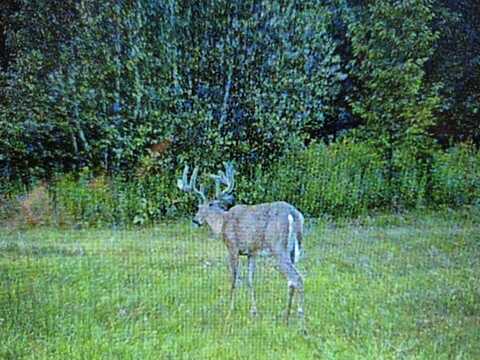 M11l11 Sheepskin Road, Carroll Plt, ME 04487
