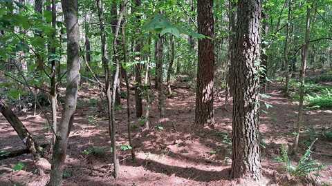 Tract 13 Airport Rd – Piney Creek Acres, Rockwood, TN 37854