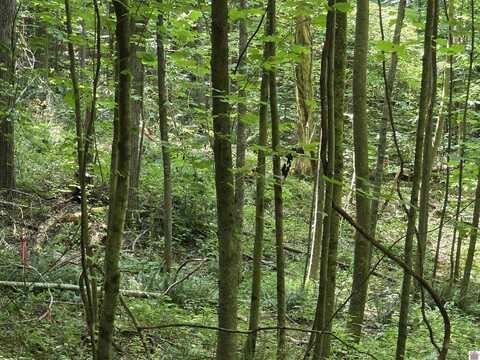00 Pecan Drive, Cadiz, KY 42211