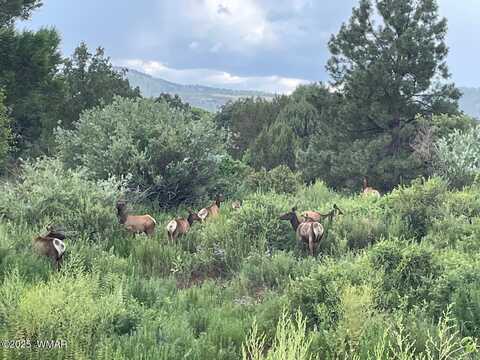 15 N3479, Vernon, AZ 85940