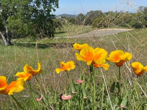 1 Buggy Whip Drive, Coarsegold, CA 93614