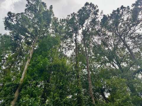 TBD County Road 2650, Shelbyville, TX 75973