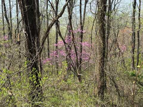 0-Lot 1&2 Murray Hollow Road, Thaxton, VA 24174