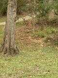 251 Saint Paul Road, Sandy Hook, MS 39443