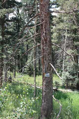 El Camino Real, Angel Fire, NM 87710