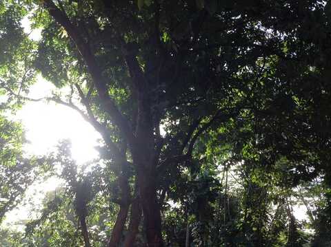 MAKO WAY, Pahoa, HI 96778