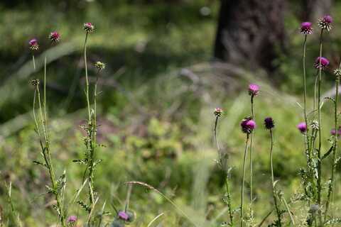 316 Sandalwood Lane lot: 3, Whitefish, MT 59937