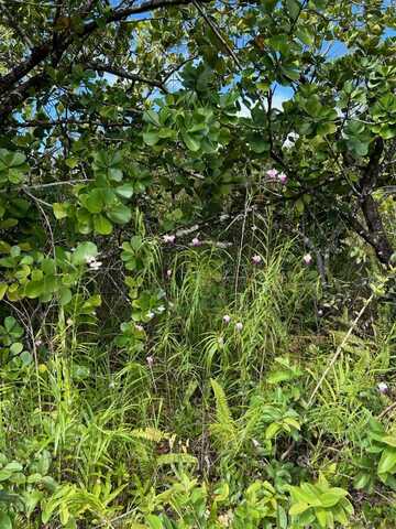 PLUMERIA RD, Pahoa, HI 96778