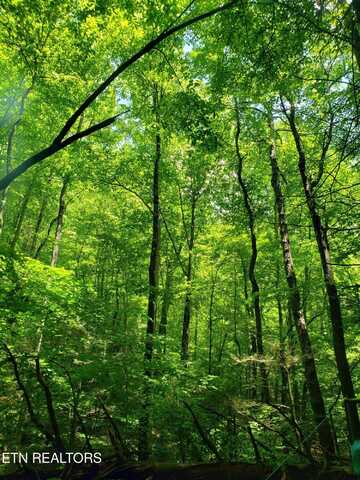 Watson Branch Lane, Speedwell, TN 37870