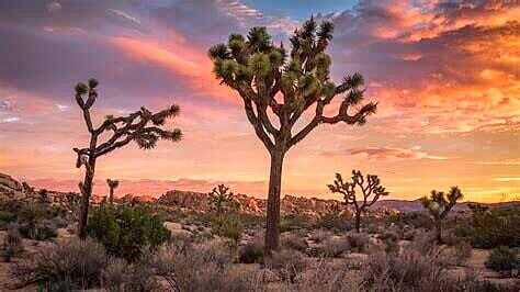 Na Joshua Tree Hwy 62, Joshua Tree, CA 92252
