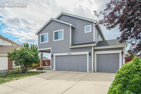 Dandelion, COLORADO SPRINGS, CO 80922