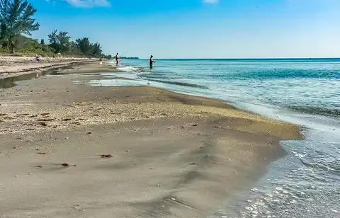Alligator, VENICE, FL 34293