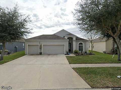Australian Pine, RIVERVIEW, FL 33579