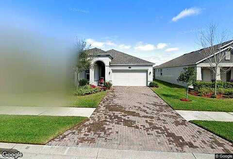 Muhly Grass, LUTZ, FL 33558