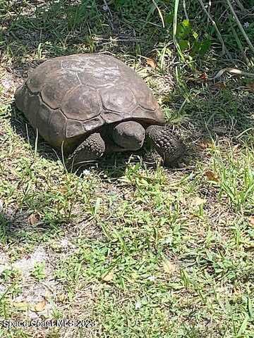 Tabitha, MELBOURNE, FL 32934