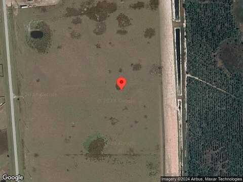 Walking Stick, KISSIMMEE, FL 34759