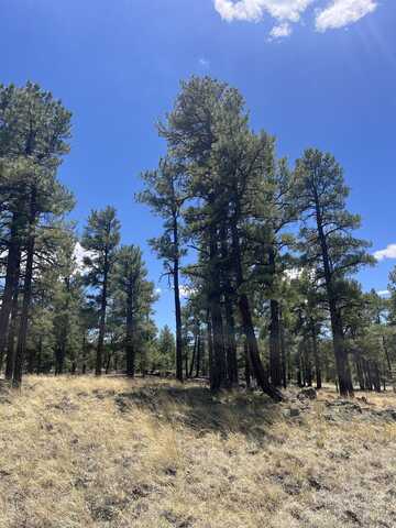 00 Forest Road 301, Grants, NM 87020