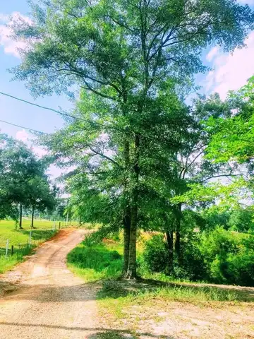 250 Redfish Rd, Poplarville, MS 39470