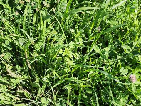 C-000 Tbd, Grovespring, MO 65662