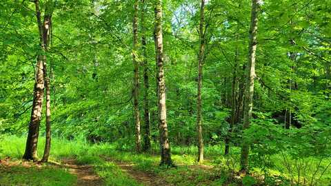Map34 Lot4 Orchard Drive, Wilton, ME 04294