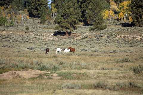 Tbd Divide Road, Whitewater, CO 81527